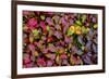 USA, Alaska, Dalton Highway. Alpine bearberry and crowberry.-Jaynes Gallery-Framed Photographic Print