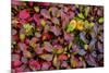 USA, Alaska, Dalton Highway. Alpine bearberry and crowberry.-Jaynes Gallery-Mounted Photographic Print