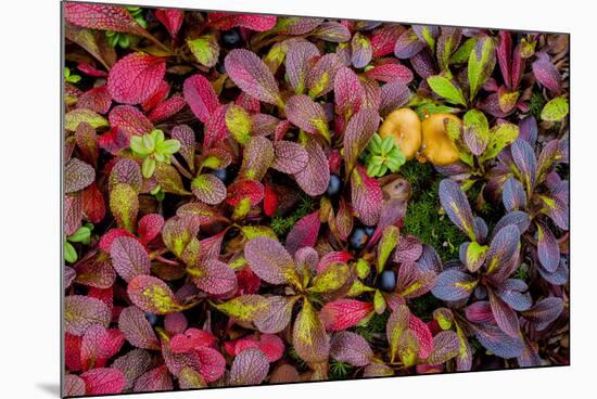 USA, Alaska, Dalton Highway. Alpine bearberry and crowberry.-Jaynes Gallery-Mounted Premium Photographic Print