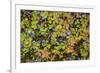 USA, Alaska, Dalton Highway of blueberries.-Jaynes Gallery-Framed Photographic Print