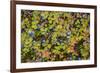 USA, Alaska, Dalton Highway of blueberries.-Jaynes Gallery-Framed Photographic Print
