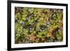 USA, Alaska, Dalton Highway of blueberries.-Jaynes Gallery-Framed Photographic Print