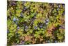 USA, Alaska, Dalton Highway of blueberries.-Jaynes Gallery-Mounted Photographic Print