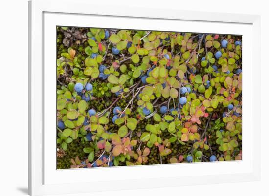 USA, Alaska, Dalton Highway of blueberries.-Jaynes Gallery-Framed Premium Photographic Print