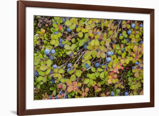 USA, Alaska, Dalton Highway of blueberries.-Jaynes Gallery-Framed Premium Photographic Print