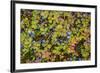 USA, Alaska, Dalton Highway of blueberries.-Jaynes Gallery-Framed Premium Photographic Print