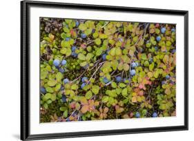 USA, Alaska, Dalton Highway of blueberries.-Jaynes Gallery-Framed Premium Photographic Print