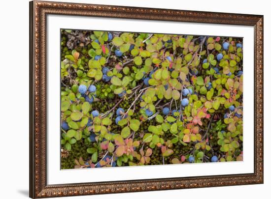 USA, Alaska, Dalton Highway of blueberries.-Jaynes Gallery-Framed Premium Photographic Print