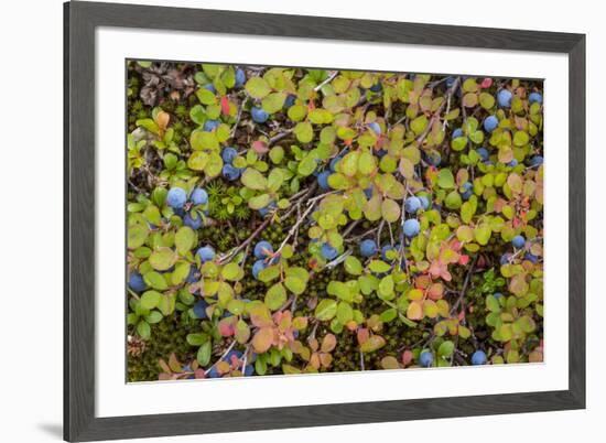 USA, Alaska, Dalton Highway of blueberries.-Jaynes Gallery-Framed Premium Photographic Print