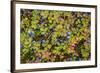 USA, Alaska, Dalton Highway of blueberries.-Jaynes Gallery-Framed Premium Photographic Print