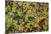 USA, Alaska, Dalton Highway of blueberries.-Jaynes Gallery-Mounted Premium Photographic Print