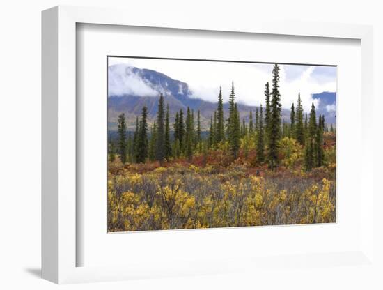 USA, Alaska, Denali Highway scenery in the fall.-Savanah Stewart-Framed Photographic Print