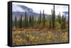 USA, Alaska, Denali Highway scenery in the fall.-Savanah Stewart-Framed Stretched Canvas