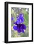 USA, Alaska, Fairbanks. Snap pea blossom-Savanah Stewart-Framed Photographic Print