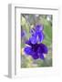 USA, Alaska, Fairbanks. Snap pea blossom-Savanah Stewart-Framed Photographic Print