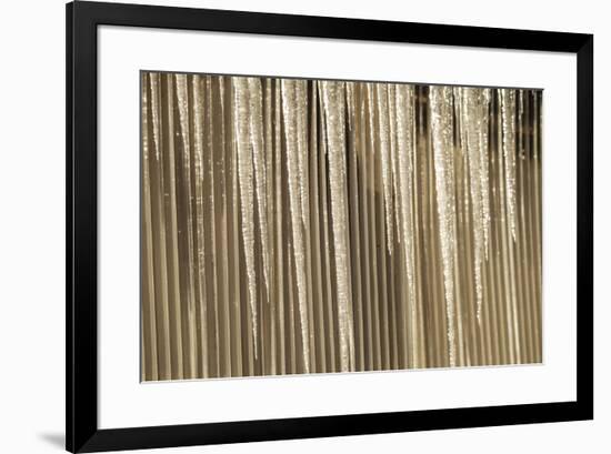 USA, Alaska, Fairbanks. Sun reflects on icicles.-Jaynes Gallery-Framed Premium Photographic Print