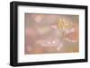 USA, Alaska. Fall abstract of tundra plant.-Jaynes Gallery-Framed Photographic Print