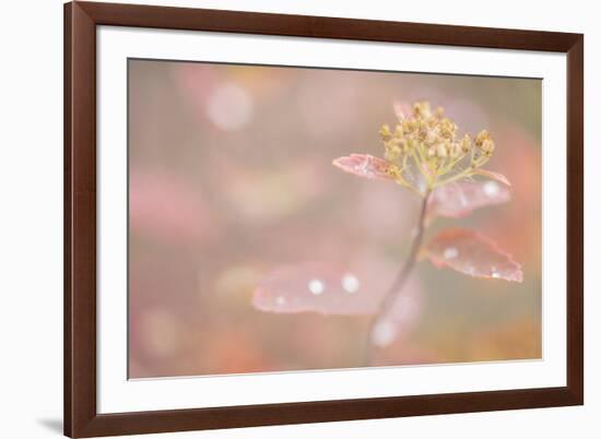 USA, Alaska. Fall abstract of tundra plant.-Jaynes Gallery-Framed Premium Photographic Print