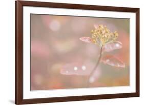 USA, Alaska. Fall abstract of tundra plant.-Jaynes Gallery-Framed Premium Photographic Print