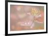 USA, Alaska. Fall abstract of tundra plant.-Jaynes Gallery-Framed Premium Photographic Print