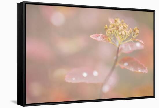 USA, Alaska. Fall abstract of tundra plant.-Jaynes Gallery-Framed Stretched Canvas