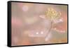 USA, Alaska. Fall abstract of tundra plant.-Jaynes Gallery-Framed Stretched Canvas