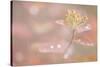 USA, Alaska. Fall abstract of tundra plant.-Jaynes Gallery-Stretched Canvas