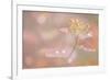 USA, Alaska. Fall abstract of tundra plant.-Jaynes Gallery-Framed Photographic Print