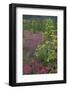 USA, Alaska, Fall Foliage, Sheep Mountain-John Ford-Framed Photographic Print