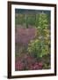 USA, Alaska, Fall Foliage, Sheep Mountain-John Ford-Framed Photographic Print