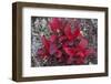 USA, Alaska, Fall Foliage-John Ford-Framed Photographic Print