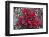 USA, Alaska, Fall Foliage-John Ford-Framed Photographic Print