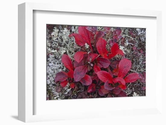 USA, Alaska, Fall Foliage-John Ford-Framed Photographic Print