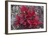 USA, Alaska, Fall Foliage-John Ford-Framed Photographic Print