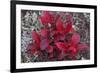 USA, Alaska, Fall Foliage-John Ford-Framed Photographic Print