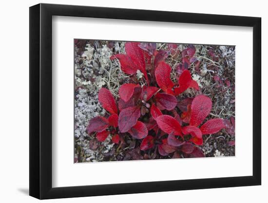 USA, Alaska, Fall Foliage-John Ford-Framed Premium Photographic Print