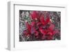 USA, Alaska, Fall Foliage-John Ford-Framed Premium Photographic Print