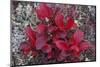 USA, Alaska, Fall Foliage-John Ford-Mounted Premium Photographic Print