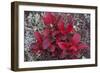 USA, Alaska, Fall Foliage-John Ford-Framed Photographic Print