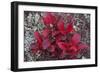 USA, Alaska, Fall Foliage-John Ford-Framed Photographic Print