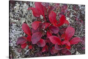 USA, Alaska, Fall Foliage-John Ford-Stretched Canvas