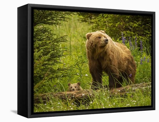 USA, Alaska, Female grizzly bear and cub-George Theodore-Framed Stretched Canvas