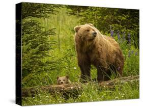 USA, Alaska, Female grizzly bear and cub-George Theodore-Stretched Canvas