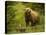 USA, Alaska, Female grizzly bear and cub-George Theodore-Stretched Canvas