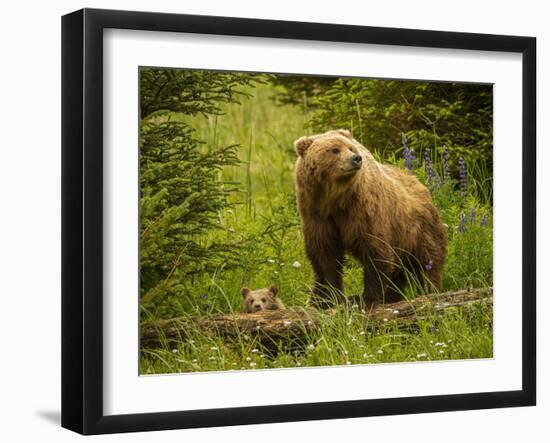 USA, Alaska, Female grizzly bear and cub-George Theodore-Framed Photographic Print