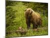 USA, Alaska, Female grizzly bear and cub-George Theodore-Mounted Photographic Print