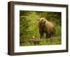 USA, Alaska, Female grizzly bear and cub-George Theodore-Framed Photographic Print