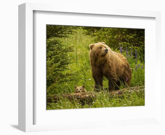 USA, Alaska, Female grizzly bear and cub-George Theodore-Framed Photographic Print
