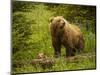 USA, Alaska, Female grizzly bear and cub-George Theodore-Mounted Photographic Print