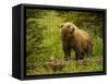 USA, Alaska, Female grizzly bear and cub-George Theodore-Framed Stretched Canvas